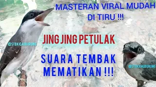 masteran viral mudah di tiru suara burung jing jing petulak nembak mematikan stbkicauburung 