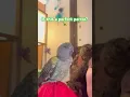 Lagu Parrot: Not Loud. Not Crazy. Just Perfect. | #parrot_bliss #birds #parrot