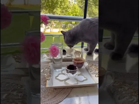 Monday morning milk 🥛🐾 #cat #table #shorts