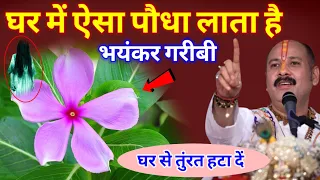 घर में सदाबहार का पौधा लाता है भयंकर गरीबी? (घर में है तो तुरंत हटाएं) लगता है घोर पाप😱