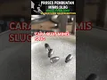 Download Lagu Terungkap❗beginilah cara membuat mimis slug untuk senapan angin❗🔥🤯