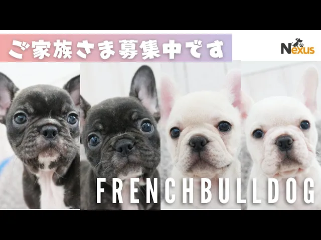 動画