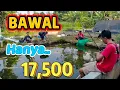Download Lagu BANG AMAD DAN BANG MUSLIM JUARA, MANCING UNGGAHAN BAWAL