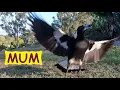 Download Lagu Moeder Ekster krijgt een pinda en daarna een baal – verrassend gebruik van haar tong! Australische vogels