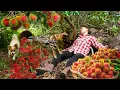 Download Lagu Harvesting Super Sweet Red Rambutan \u0026 go Market to Sell – Escaped Python Hiding Near the Garden!