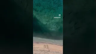 FEEDING FRENZY! 🦈  (Shark & GT Bust Up)