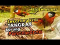 Download Lagu MENCOBA TANTANGAN MENANGKAR BURUNG PANCAWARNA YANG SUDAH SEMAKIN LANGKA DI INDONESIA