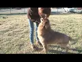 Macon animal shelter asks for help keeping pets warm