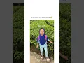 MERESAHKAN‼️PADAHAL MASIH KECIL #beranda #memes #bocil #bocilff  #reels #shorts #shortvideo #virals