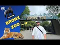 Inside the Bronx Zoo 2025 NYC s Wildest Attraction - Must-See Tour Review