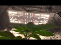 2024 Spider Farmer SF2000 301H EVO LED Rookie Mistake