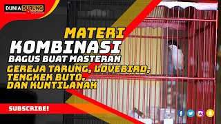 suara burung cendet materi kombinasi tengkek buto kunti gereja tarung dan lovebird ngekek panjang