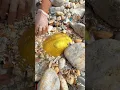 Download Lagu Sea Agate and Sea Crystal: Finding Hidden Treasures on the Shore and rare pearl