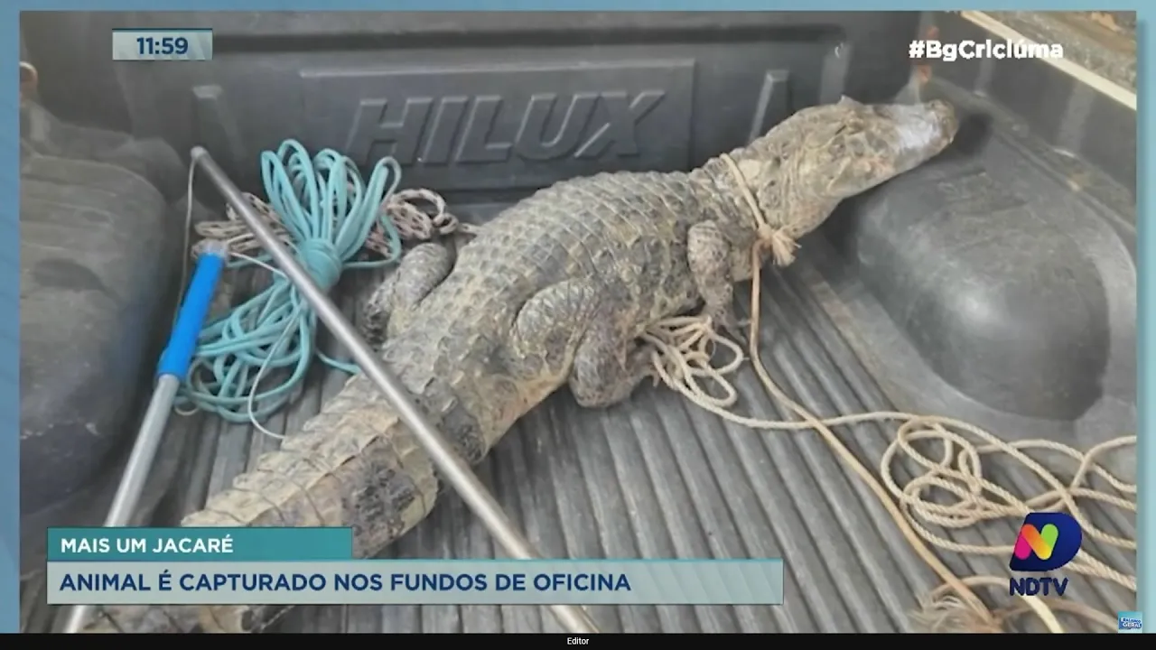 Um jacaré a mais: animal foi capturado por funcionários de uma oficina em Tubarão
