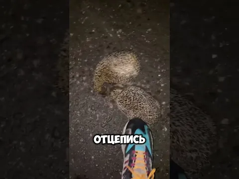 Зачем ёжики дерутся?