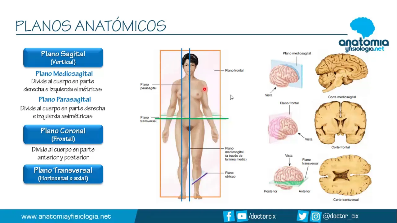 PLANOS ANATÓMICOS || Resúmenes de Anatomía y Fisiología