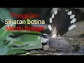 Download Lagu Sikatan betina