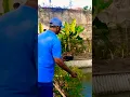 Lagu KASIH PAKAN IKAN DI KOLAM BUMDES PERDANA KALANGSARI#bumdesperdana #kolamikan #kalangsari