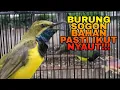 Download Lagu PANCINGAN SOGON BAHAN NYECRET MEMANGGIL LAWAN CEPAT RESPON NYAUT!!!