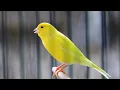 Download Lagu suara kicau burung kenari yang merdu untuk pengantar tidur dan relaksasi