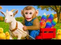 Download Lagu Monyet BIBI senang mengendarai mobil jagung pelangi berwarna bersama kambing dan bebek lucu