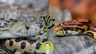 Corn Snake vs Gopher Snake - Head To Head