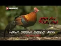 AYAM HUTAN MERAH ASLI JAWA | Gallus gallus bankiva (one of the subspecies of red junglefowl)