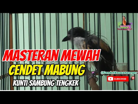 Download MP3 Saatnya Masteran Kunti Untuk Cendet Mabung                                     #cendet #cendetmania