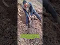 Download Lagu Harvesting Yams with Plastic Mulch: A Labor of Love