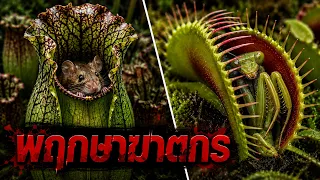 "พฤกษาฆาตกร" สุดยอดพืชกินแมลง ตัวช่วยกำจัดแมลงที่มากวนใจคุณ