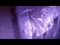 does salt kill fleas