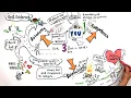 What is Self Determination Theory