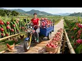 TIMELAPSE -- Harvesting Giant Dragon Fruit - Cooking Secrets According to Ancient Traditional Recipe