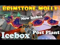 NEW Top 15 Icebox Brimstone Post Plant Lineups Brimstone Lineups Icebox Valorant Tips Tricks