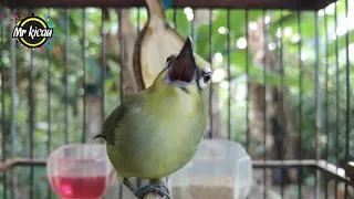 masteran pleci nembak sejalur