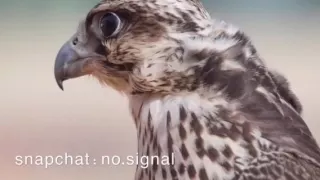 الشاعر مبارك آل شافي أداء عبدالرحمن آل نجم الشور 