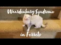 Waardenburg Syndrome in Ferrets