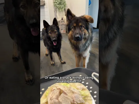 So…You Want A German Shepherd?
