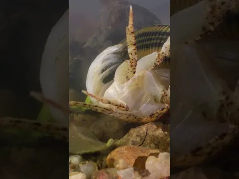 Slippery Killer Leech Drains a Crab Alive ! #shorts