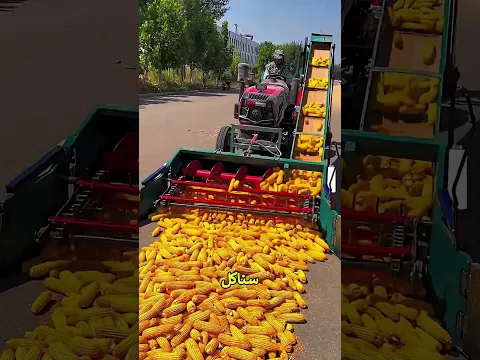 🌽 فتاة تكتشف سر آلة حصاد الذرة لأول مرة!