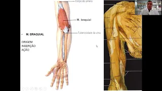VÍDEO AULA TEÓRICA MÚSCULOS DO BRAÇO