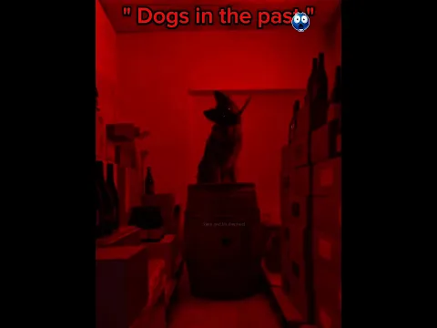 Prime Dogs🗿!! #dog #edit #fyp #funny #shorts #song #trending