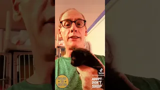 Beautiful Animals for Adoption in NJ