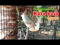Download Lagu kaso kaso gacor isian kluar semua