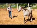 Lagu THE BEST WAY To Lunge a Horse! (For Control And Respect)