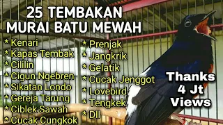 Download 25 Tembakan Murai Batu Isian Sadis Dan Mewah Yang Disukai Juri - Masteran Murai Batu MP3