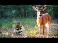 1.5 HOURS of Relaxing Trail Camera Videos (Deer, Coyotes, Wild Boar)