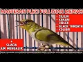 Download Lagu Masteran Pleci isian mewah full roll tembak cililin panjang, full wit wit zipper kenarian, guacorr!!