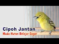 Download Lagu Cipoh Jantan Muda Hutan Belajar Gacor