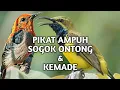 Download Lagu Mp3 pikat Ribut Sogok Ontong / Pikat Kemade (cabean jawa) Terbukti Ampuh!!